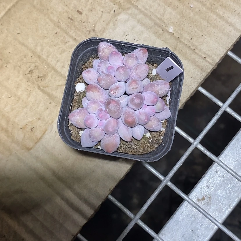 【闪购商品】?***?汤圆1多肉