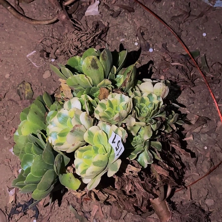 151七彩多肉植物不售后
