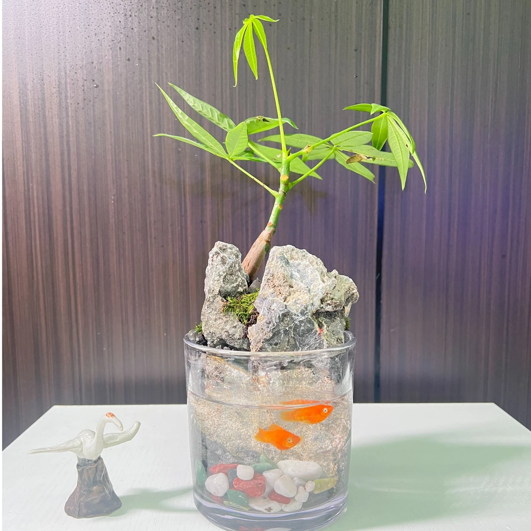 桌面微景观10*10圆可养鱼