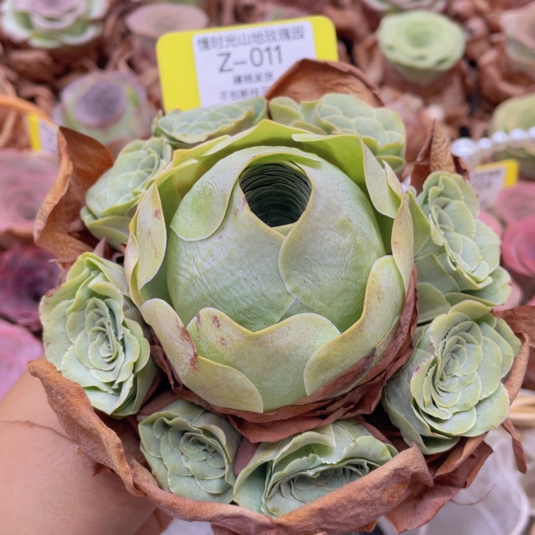 半***～山地玫瑰Z011断枝不包损不售后