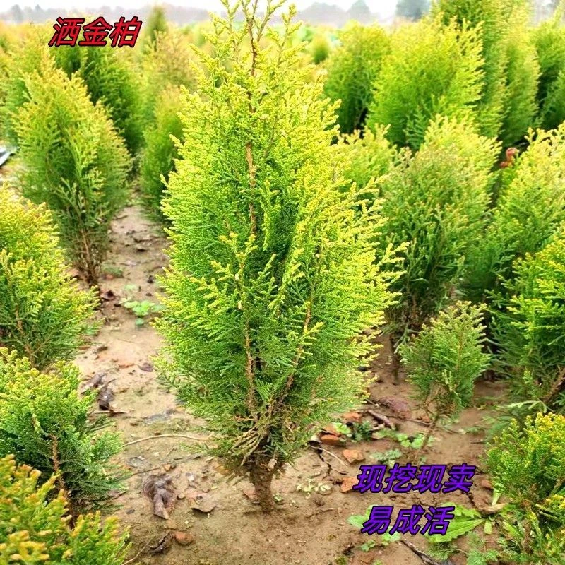 洒金柏黄金柏易成活洒金柏树金黄园林绿化苗木花园耐寒耐旱庭院