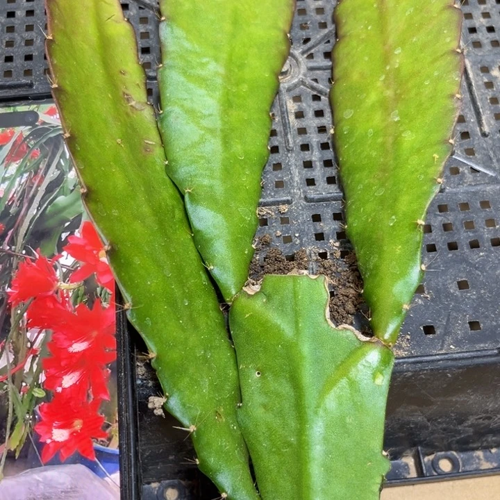 当前无花栽培后可以开花31