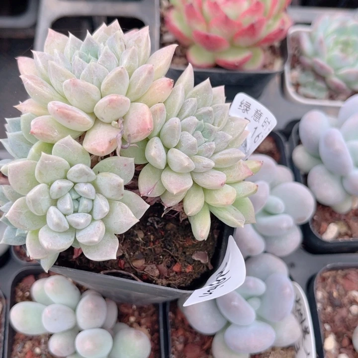 D***n167 彩红 换盆土发货 一物一拍