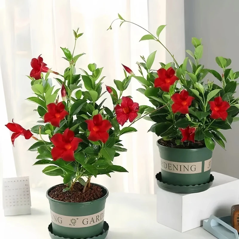 飘香藤盆栽花卉双喜藤花苗带花苞爬藤植物四季开花绿植好易养活