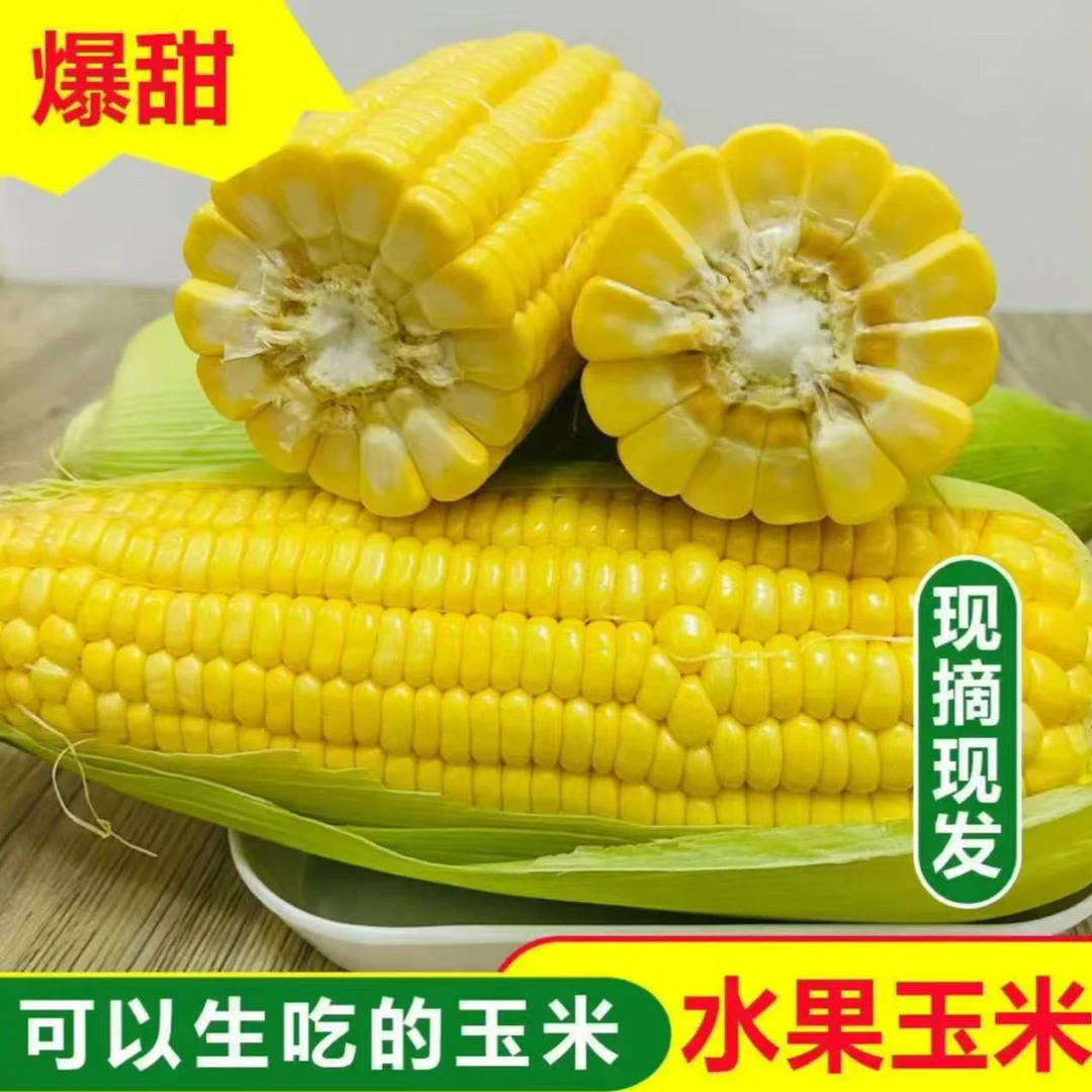 （今日福利）云南高山太阳花水果甜玉米新鲜清甜可生吃产地直发批发