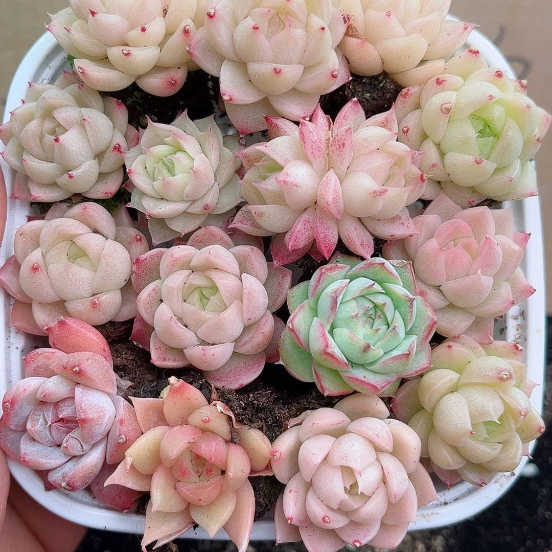 1-76 新疆西藏内蒙不发12.8包邮23公分多肉