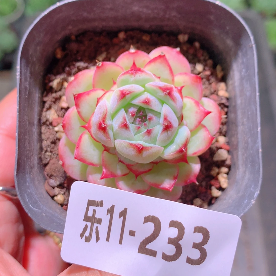 乐然11-233 薄荷冰沙