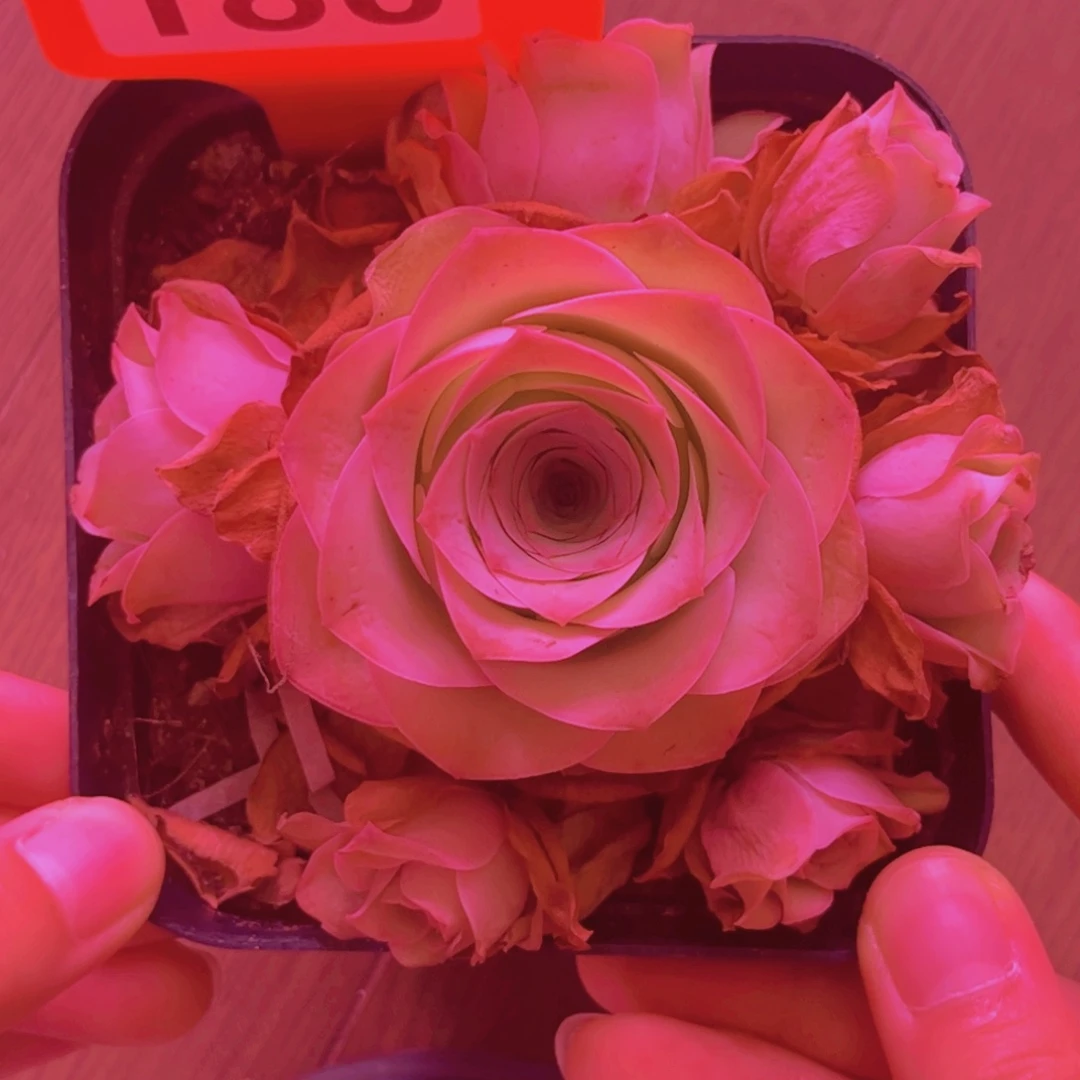 180山地玫瑰粉色