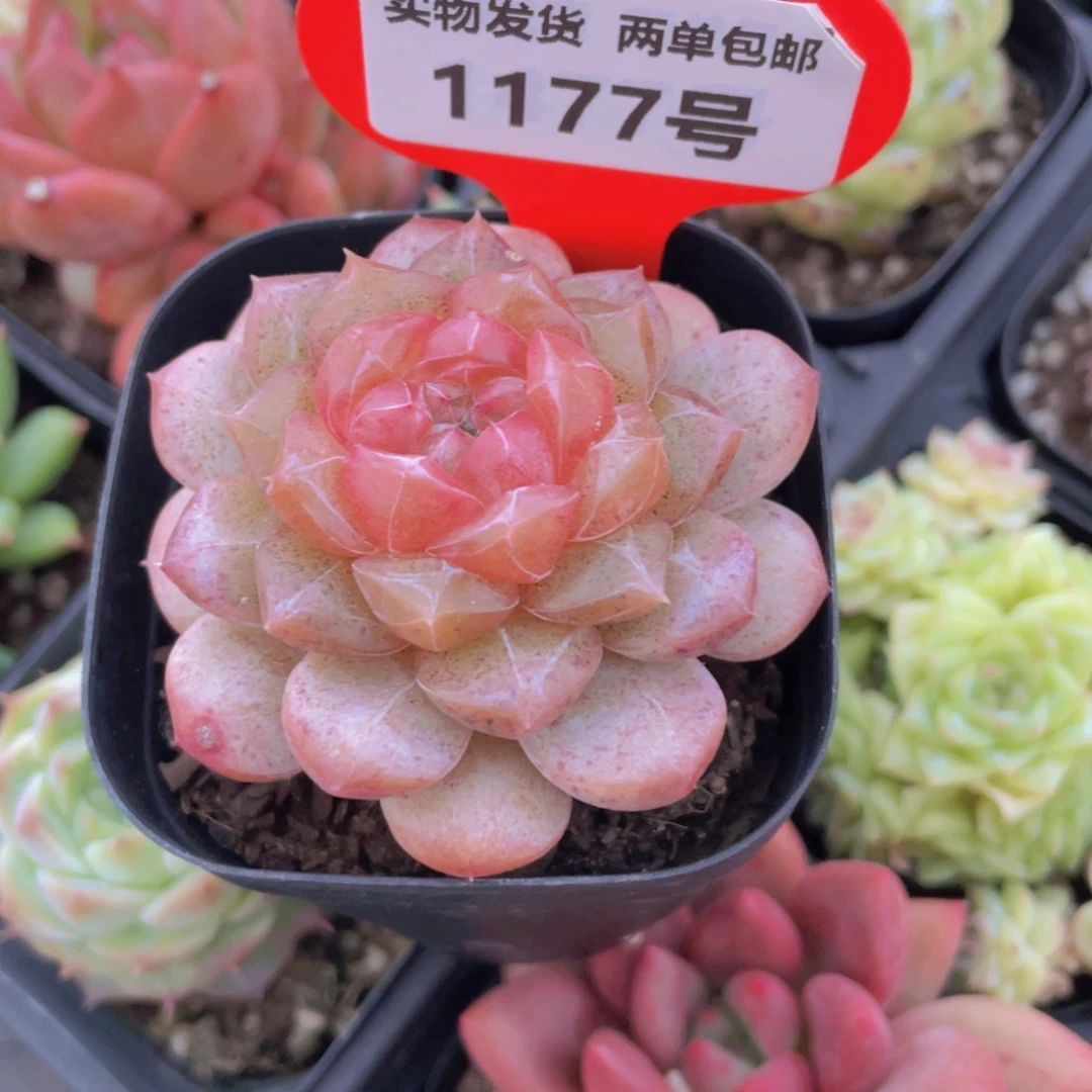 1177号 大糖心孤品珍妮