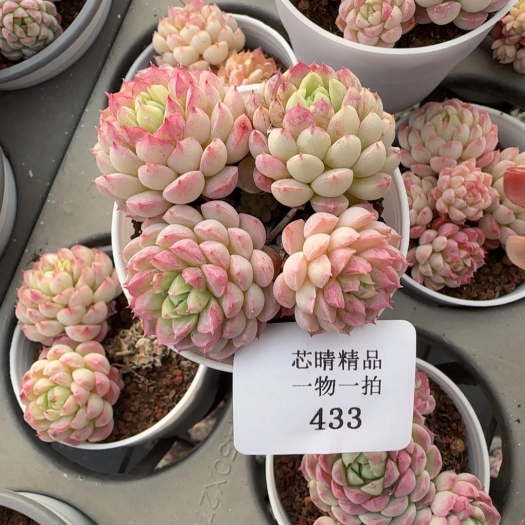 闪购精品多肉433号