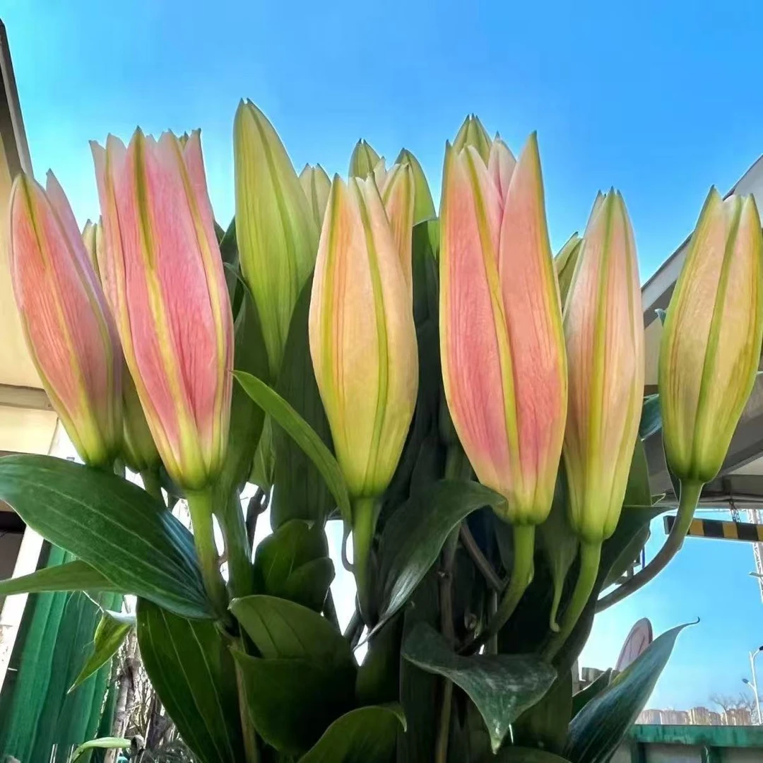 顺丰包邮 云南昆明基地直发香水百合鲜花束水养家用插花
