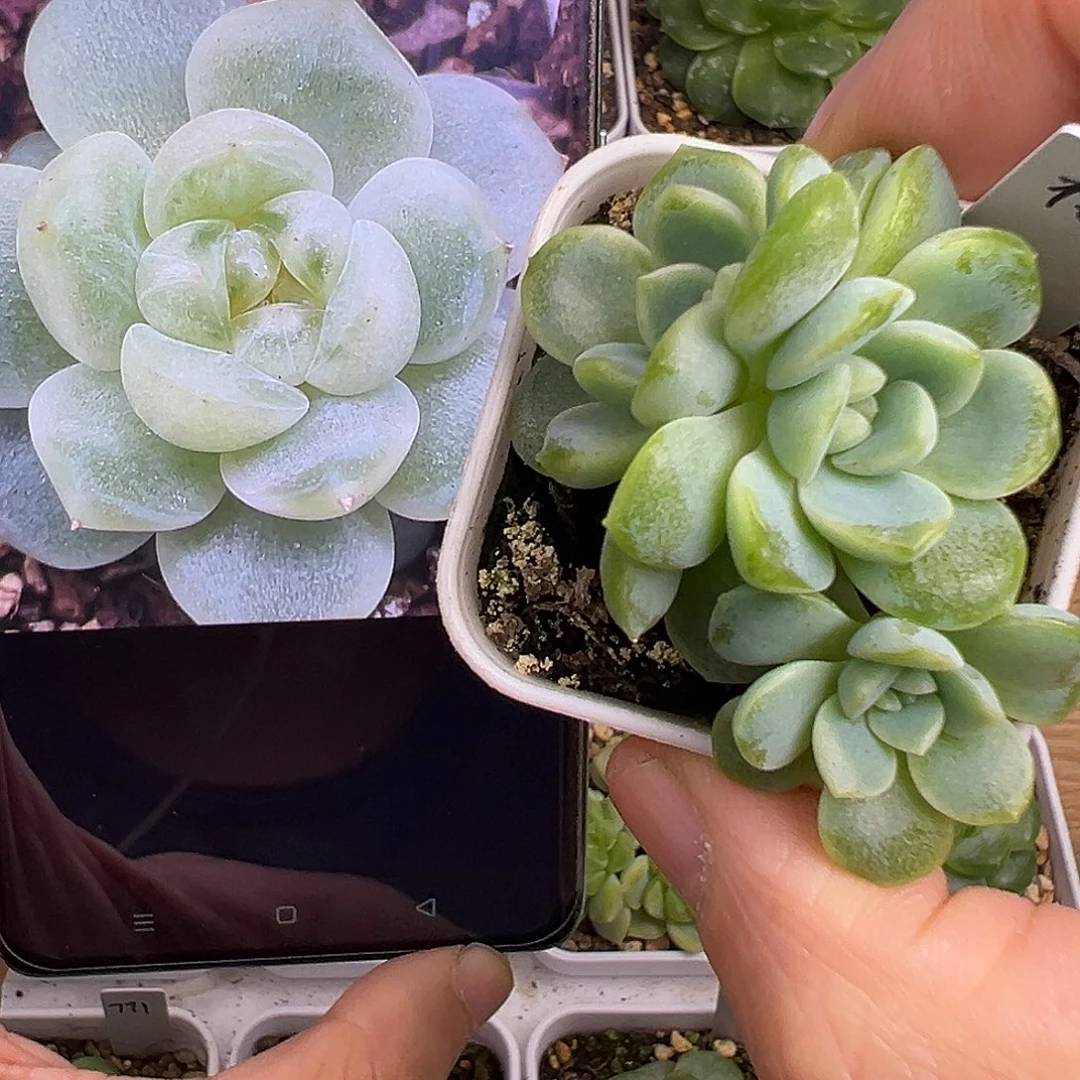 独家财富。三头带崽有财