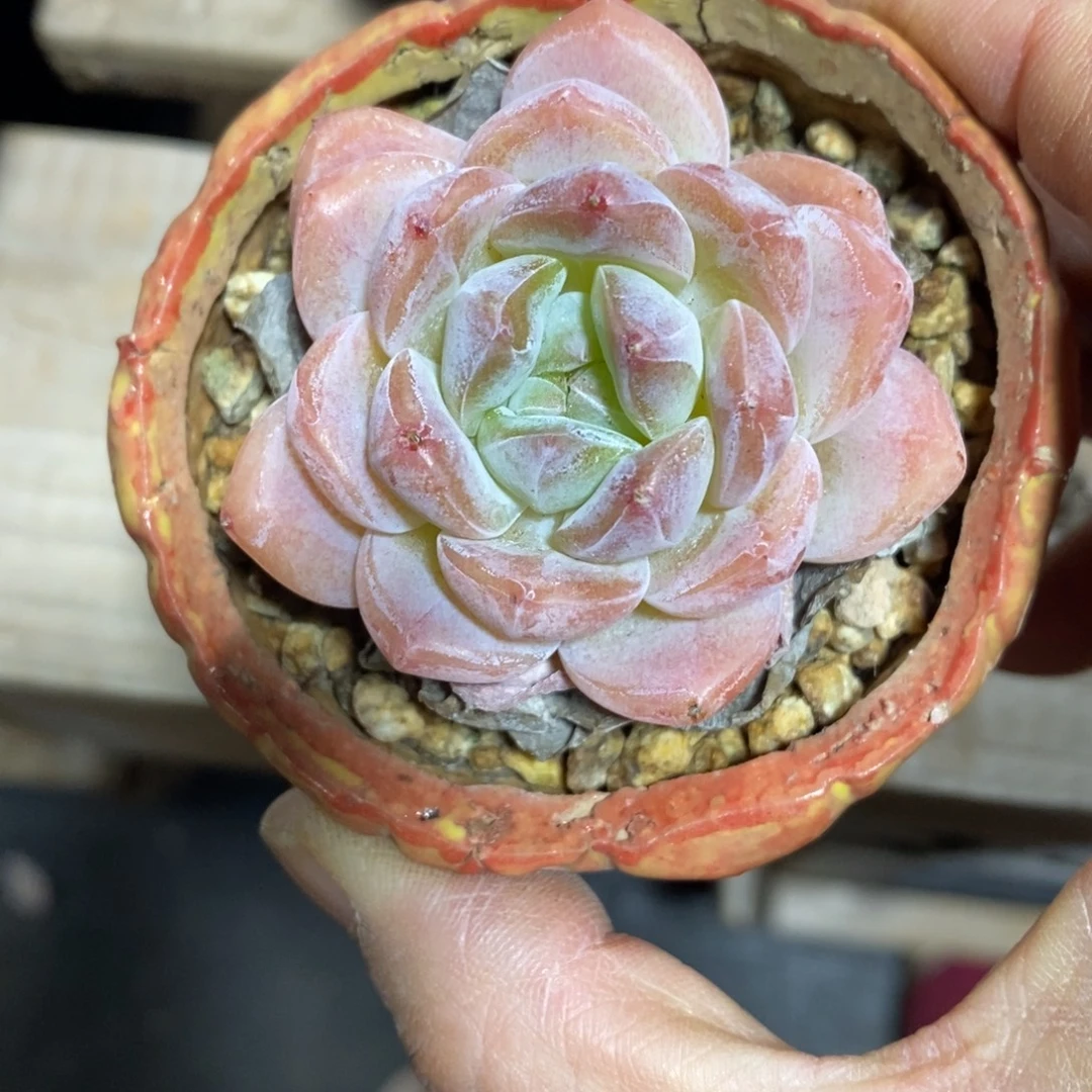 精品多肉一物一拍不包整110