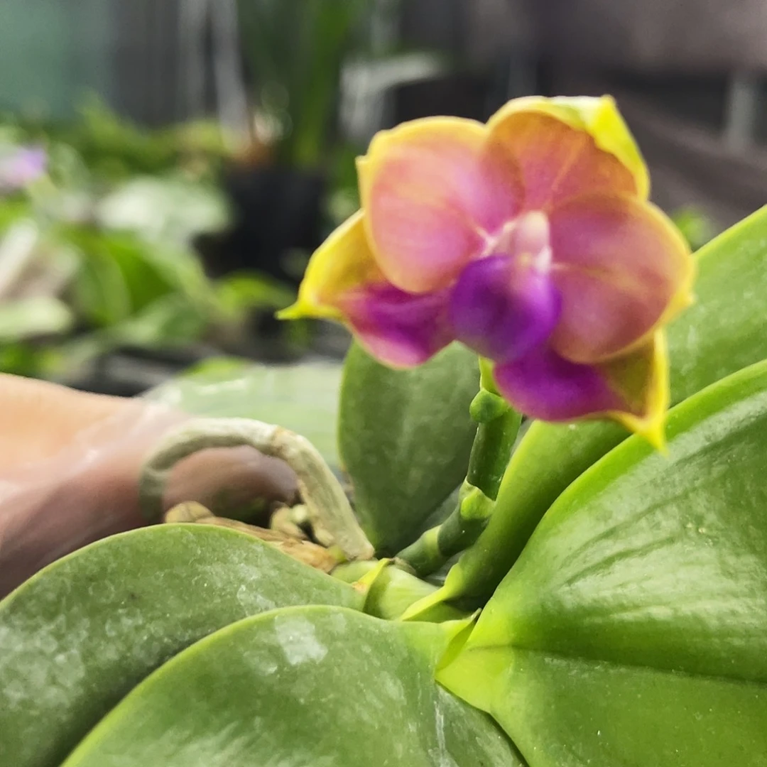 当前无花栽培后可以开花缘****?蝴蝶兰原生2.8瑕疵
