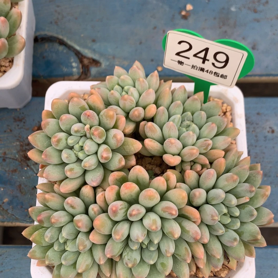 七彩奶糖无砍平头249