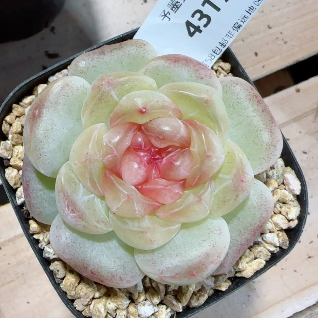 甜柚，4317多肉植物