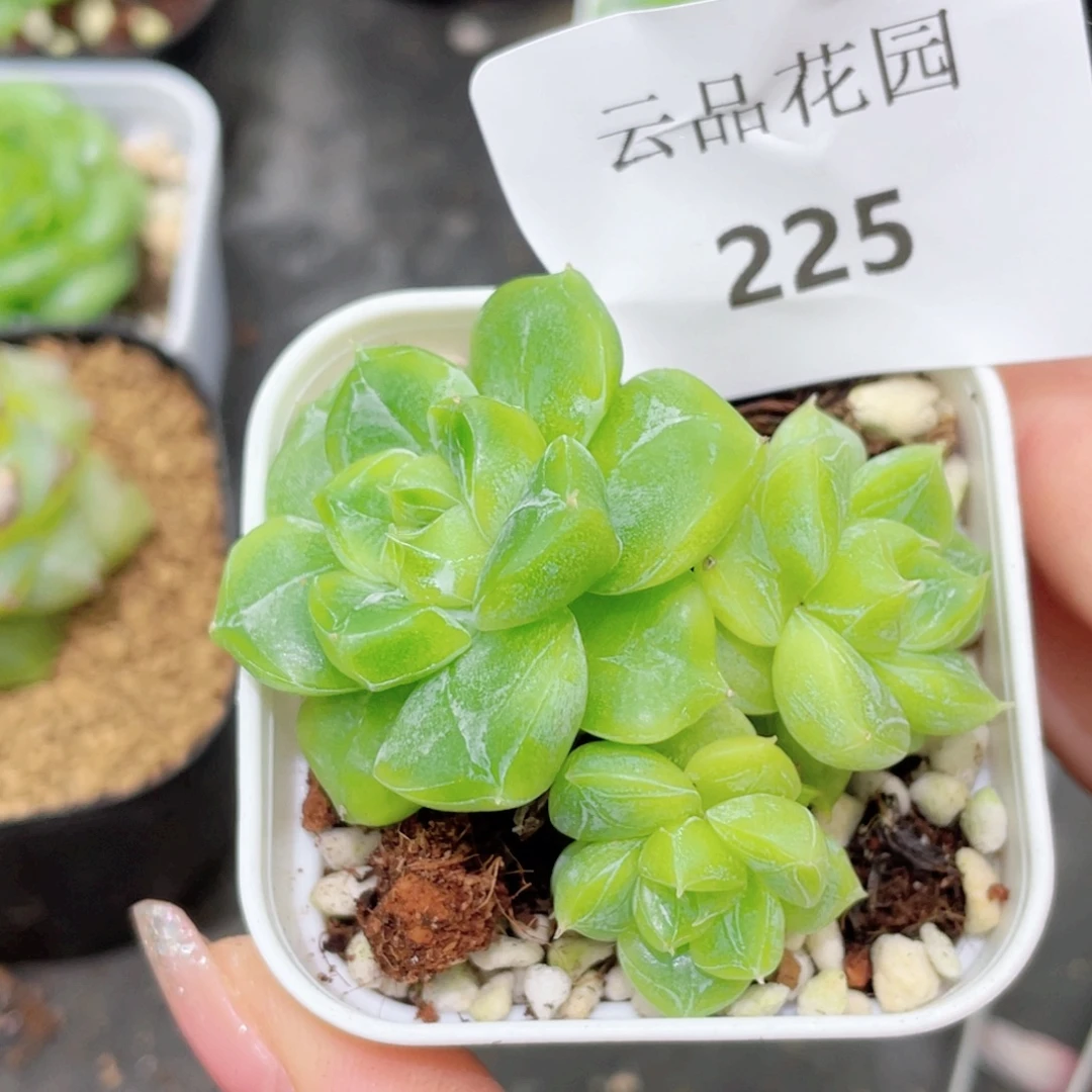 225号糖心冰心珍妮 七喜