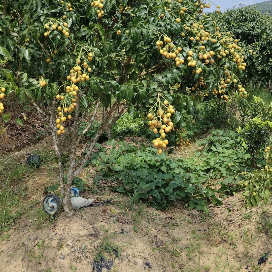 黄皮果树苗黑金刚石楠花鸡心黄皮冰糖黄皮无核黄皮树苗包邮到家