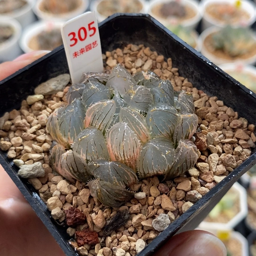305实生玉露锦一物一图