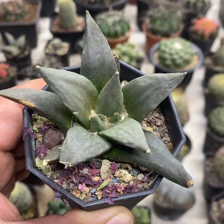 大号岩牡丹特价福利