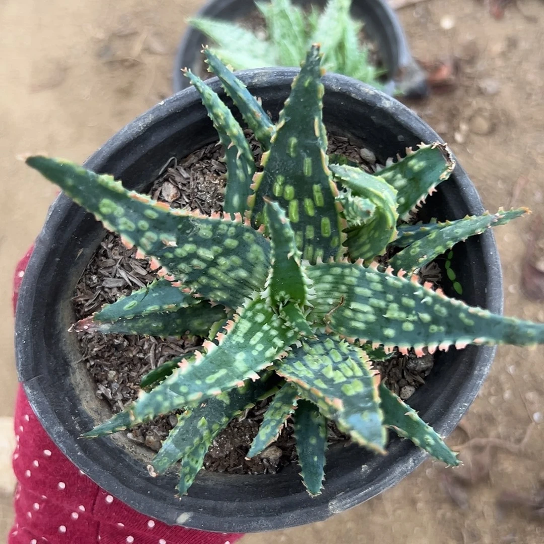 芦荟福呃呃呃呃呃呃呃呃呃