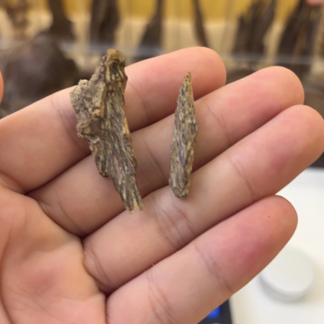 海南树根树心油1.2克