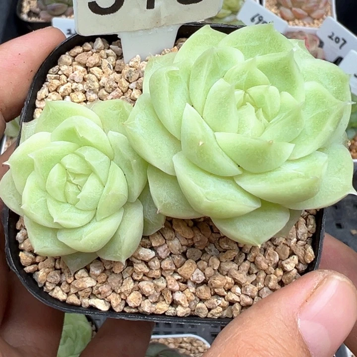 316号梨花白不包整