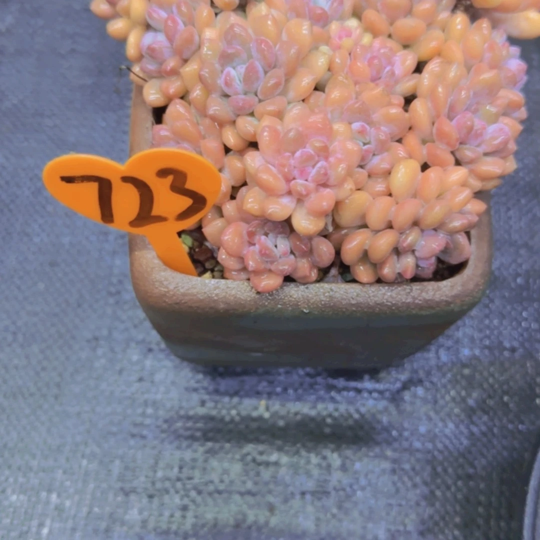 ✨**✨723多肉植物一物一拍