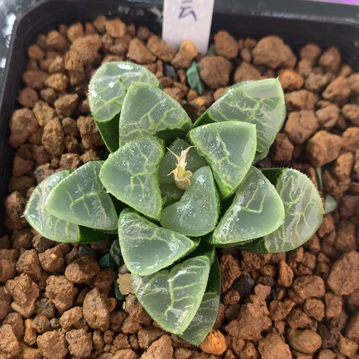 祥云克一物一拍带盆