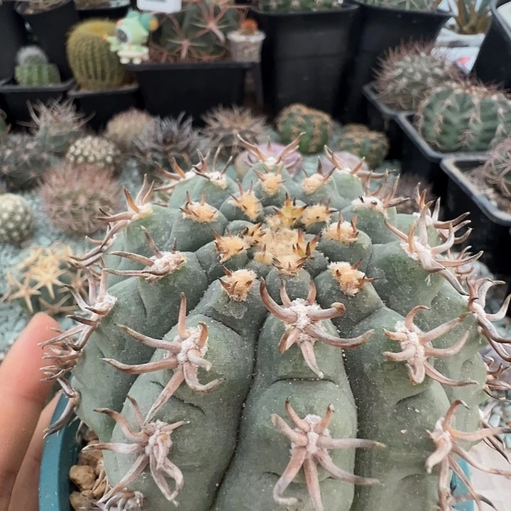 猫爪天平。自根养定。