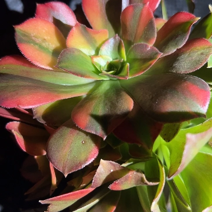 法师锦好好看呀看