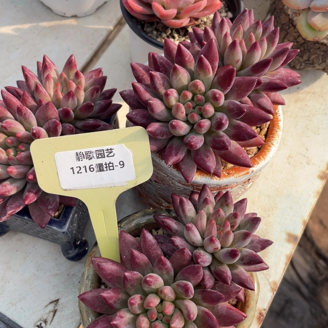 1216-9-优选虞美人双头一颗量拍
