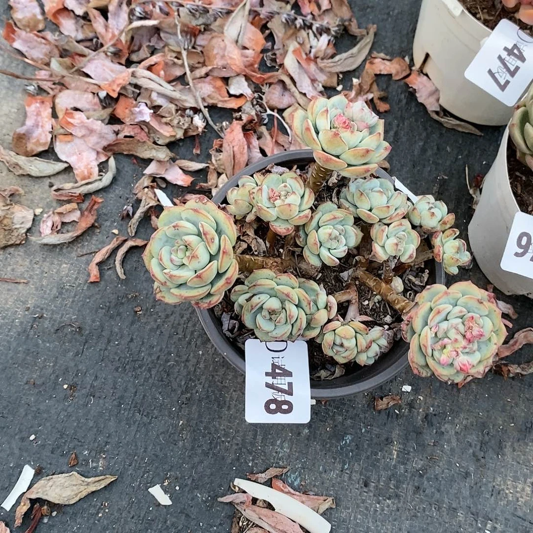 彼**开478香草多肉植物