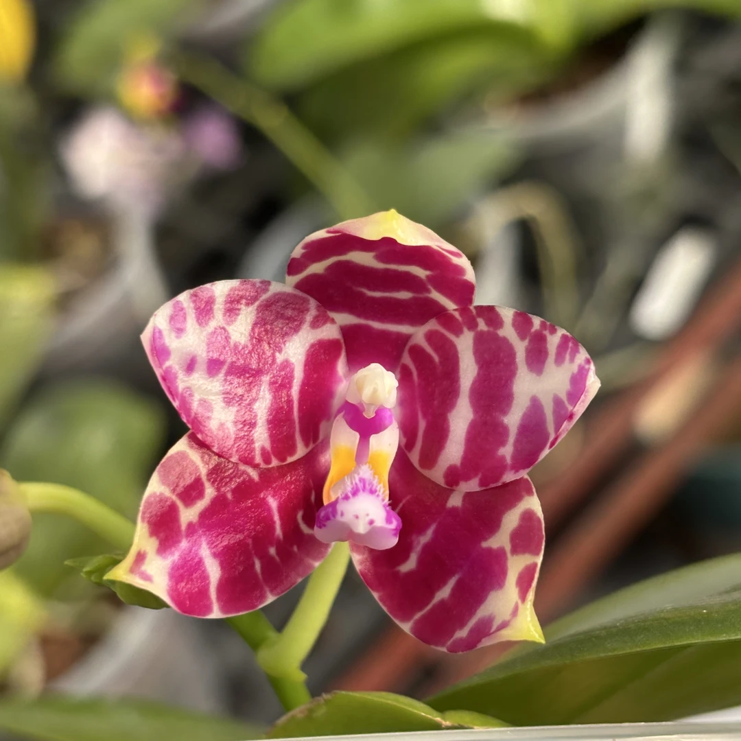 原生蝴蝶兰超级斑马84浓香2.5寸杯未开花是苗