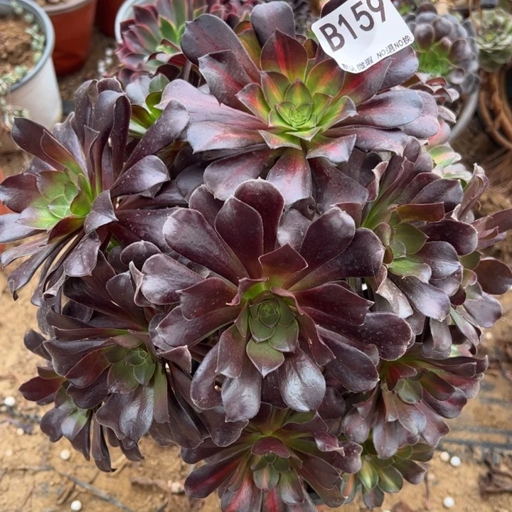 砍头花纳多肉植物159.