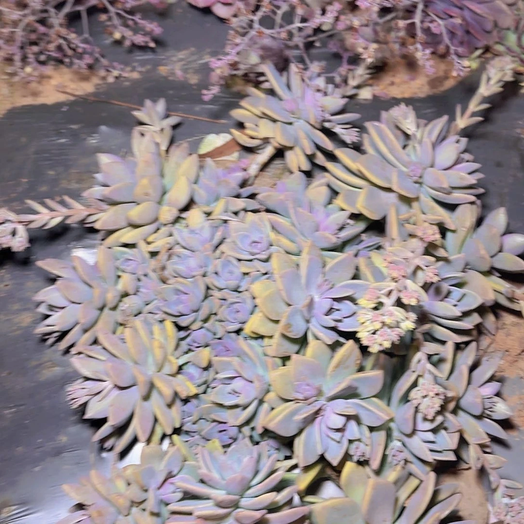 麻***串地栽大紫雾多肉