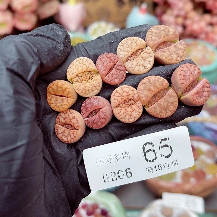 生石花满18包邮6-65