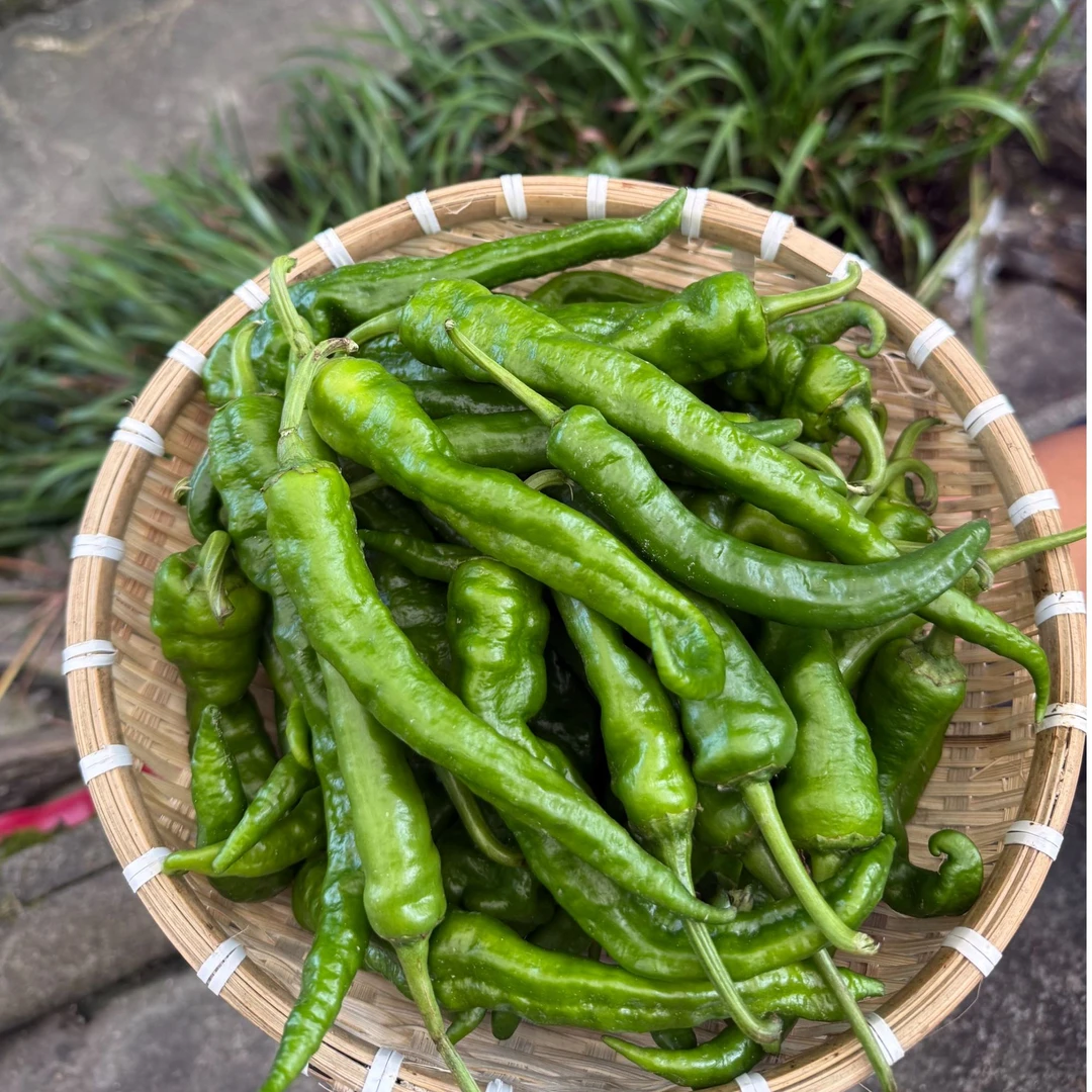 湖南辣椒产地直发新鲜采摘自家种植香辣可口