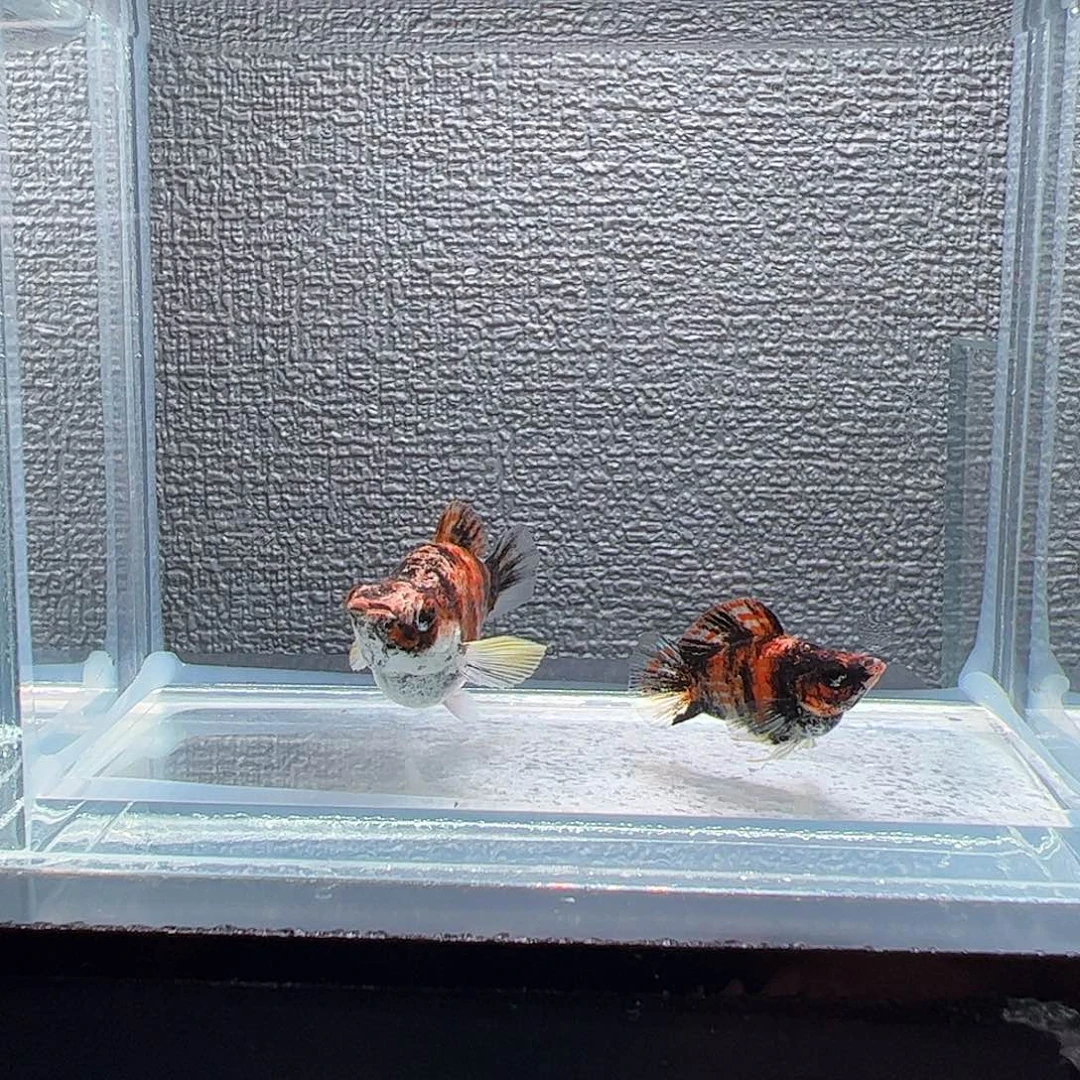 孔雀鱼老虎小高帆