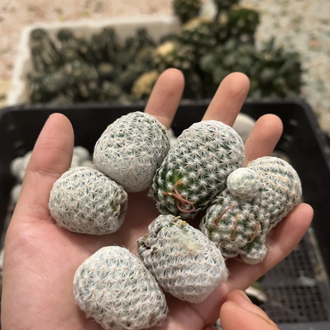 白鸟6颗一起福利出包邮