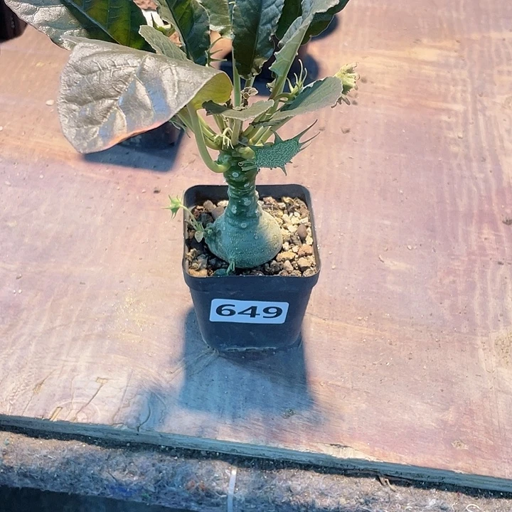 ***岭649锦叶琉桑块根，