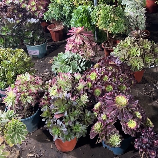 肉*多肉植物麻将法师