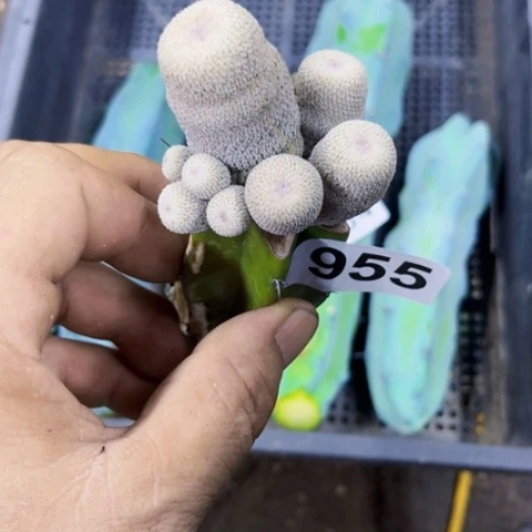 955冒子一物一图如图
