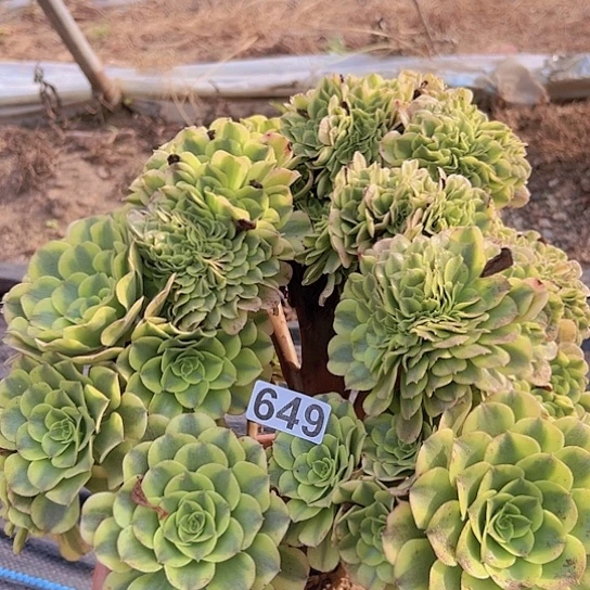 清***英多肉植物一个绿豆沙追
