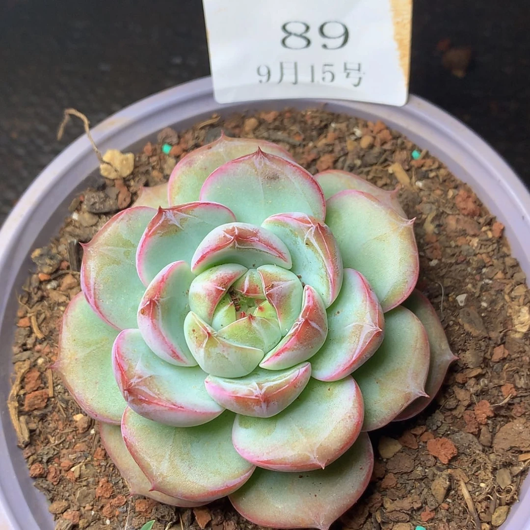 【闪购商品】云89号