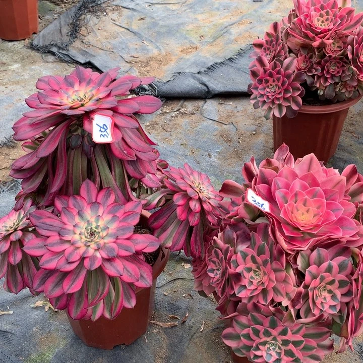 不包损356号香妃月婵老桩