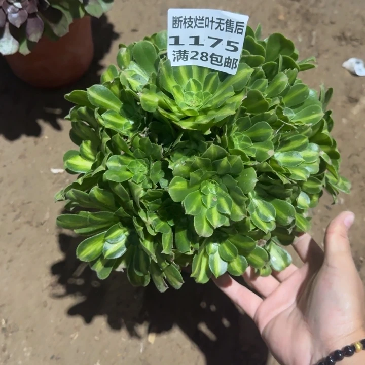 1175二号棚琉璃多肉A