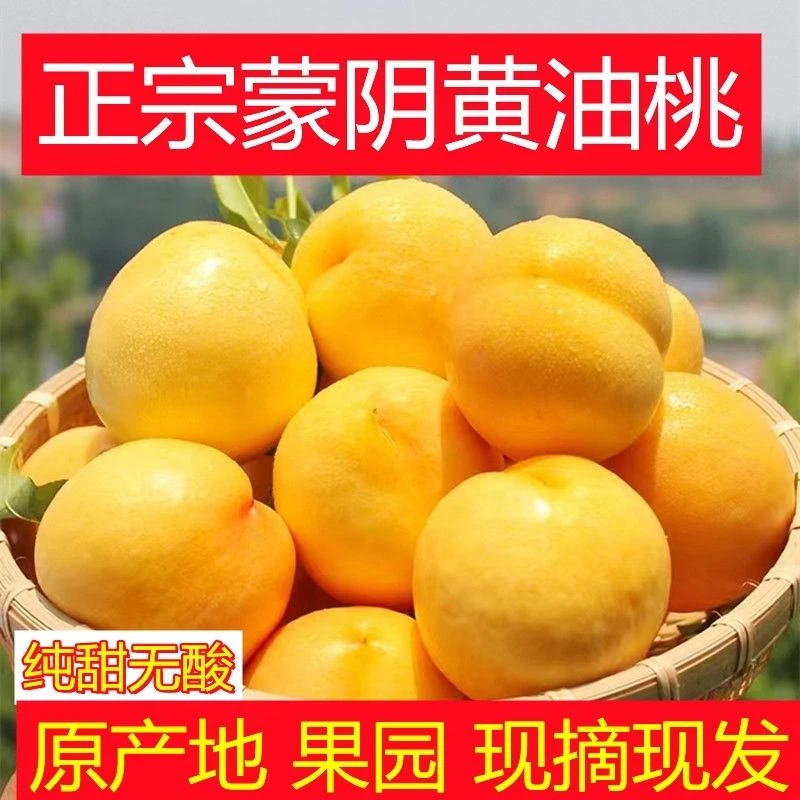 正宗山东蒙阴黄金油桃黄油桃脆甜黄心大油桃黄肉油桃纯甜黄桃zr