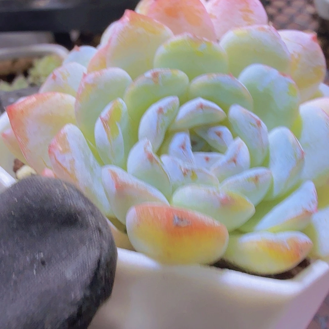 完全开放精品雪颜多肉植物