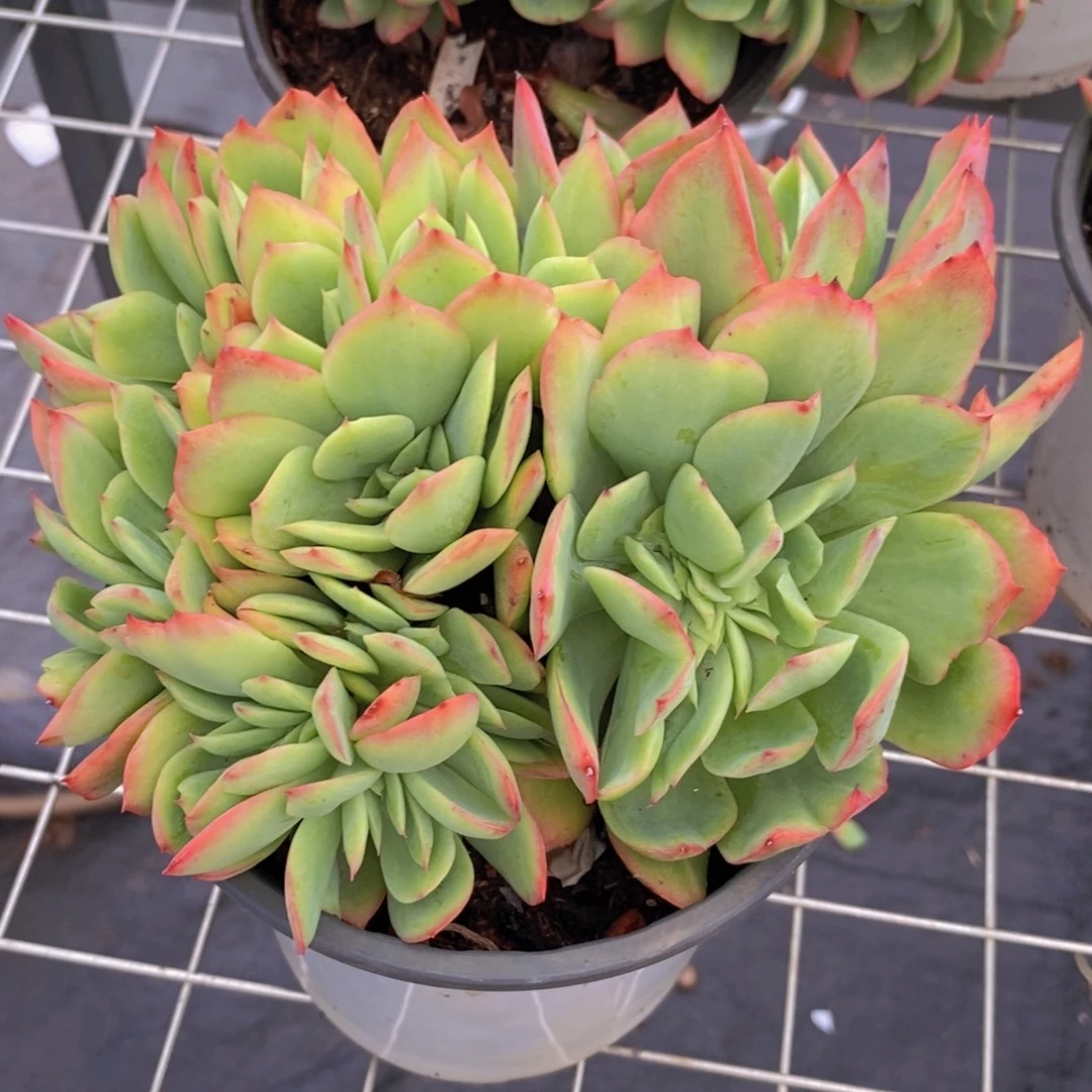 绮罗仙子朵朵缀化